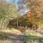 Aldbury Woods