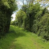 A - Pond Farm