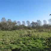 A - Whitehall Farm