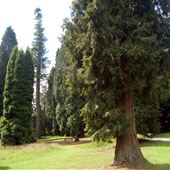 Bedgebury National Pinetum Forest