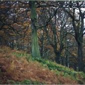 Alnwick Woods