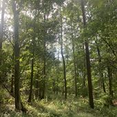 Walk Wood