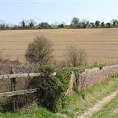 Long Ear Farm