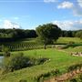 Bluebell Vineyard