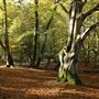 FE - New Forest Woodland