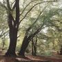 Epping Forest