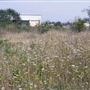 Canvey Wick (RSBP West Canvey Marsh)