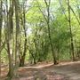 Shere Manor Estate