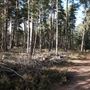 Rushmoor Woods