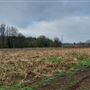 Empty Field, Tatton Estate