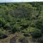 Greenhill Copse