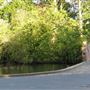 Village Pond, Bishop Burton