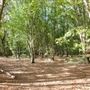 Heartwood Forest