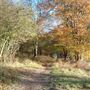 Aldbury Woods