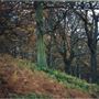 Alnwick Woods