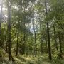 Walk Wood
