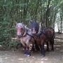 A - Draft Horse farm