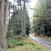 Ornamental Drive