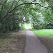 Bedgrove Spinney
