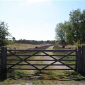 Westleton Heath