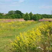 Belstead Brook Park & Meadows