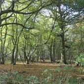 Ayot Estate Woodland