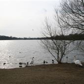 Bury Lake (Aquadrome)