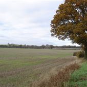Nomansland Common