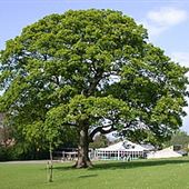 Bishop Wood School