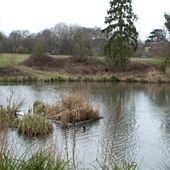 Southdown Ponds