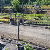 Planet Plants