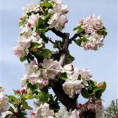 Brogdale - The National Fruit Collection