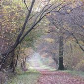 Ravensroost Wood Nature Reserve