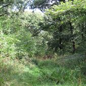 Great Wood