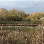 Swindon Lagoons