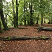 Thorncombe Woods