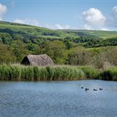 Abbotsbury Swannery