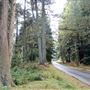 Ornamental Drive
