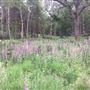 Fan Cottage Woodland