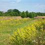 Belstead Brook Park & Meadows
