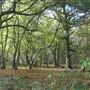 Ayot Estate Woodland