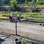 Planet Plants