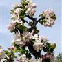 Brogdale - The National Fruit Collection