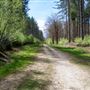 Hemsted Forest