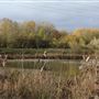 Swindon Lagoons