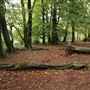 Thorncombe Woods