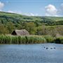 Abbotsbury Swannery