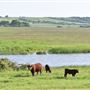 A - Grainshore Farm