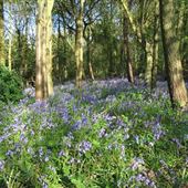 Hartshill Hayes Country Park