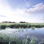 Lakenheath Fen